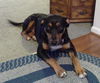 Trixie-ADOPTED 07.26.13