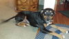 Trixie-ADOPTED 07.26.13