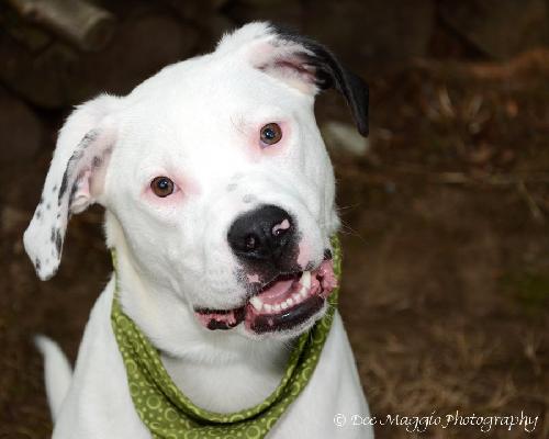 Thor-CP (DCR)-ADOPTED
