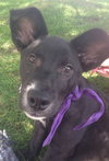 Brinkley - ADOPTED 07.13.13