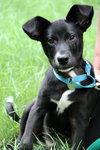 Brinkley - ADOPTED 07.13.13