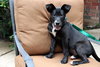 Brinkley - ADOPTED 07.13.13