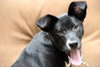 Brinkley - ADOPTED 07.13.13