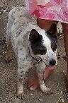 Rosette-ADOPTED 09.13.13