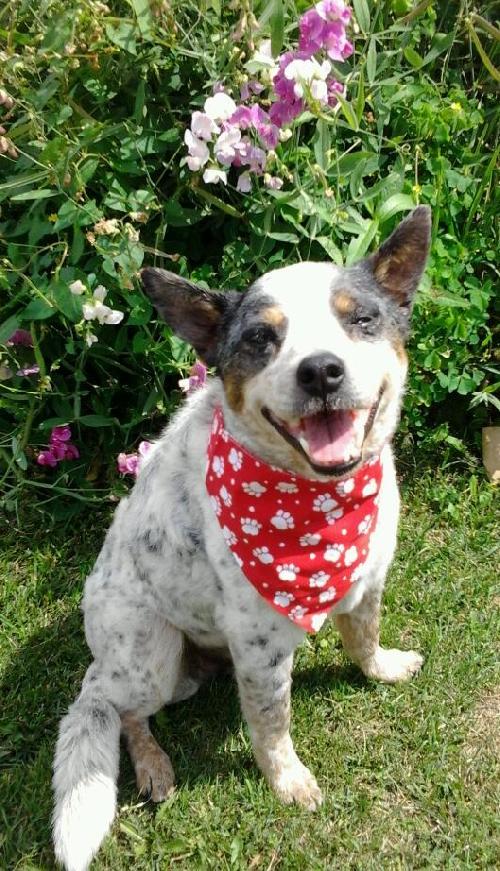 Rosette-ADOPTED 09.13.13