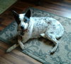 Rosette-ADOPTED 09.13.13