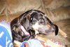 Kimberlee-ADOPTED 09.15.13
