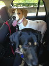 Kimberlee-ADOPTED 09.15.13