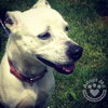 Myra-ADOPTED 08.04.13