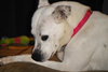 Myra-ADOPTED 08.04.13