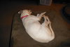 Myra-ADOPTED 08.04.13