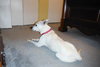 Myra-ADOPTED 08.04.13