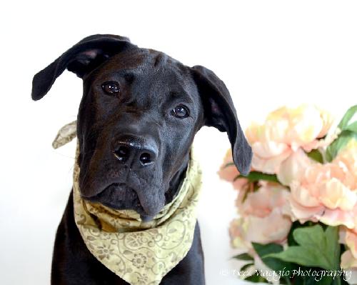 Moose - ADOPTED 07.14.13