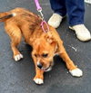 Rene - ADOPTED 09.28.13