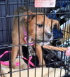 Rene - ADOPTED 09.28.13