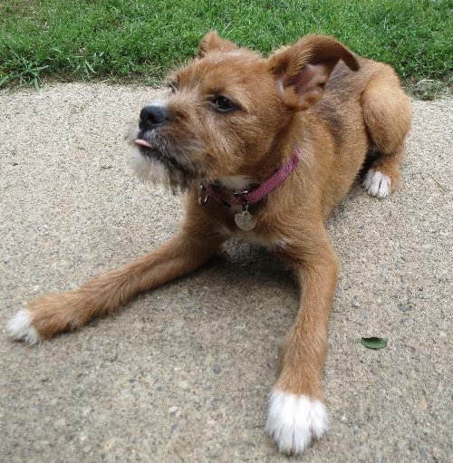 Rene - ADOPTED 09.28.13