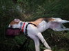 McKenzie - ADOPTED 08.30.14