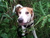 McKenzie - ADOPTED 08.30.14