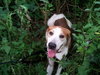 McKenzie - ADOPTED 08.30.14