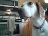 McKenzie - ADOPTED 08.30.14