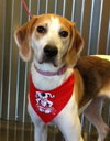 McKenzie - ADOPTED 08.30.14
