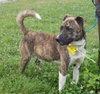 Murf-ADOPTED 08.16.13