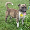 Murf-ADOPTED 08.16.13