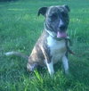 Murf-ADOPTED 08.16.13