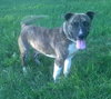 Murf-ADOPTED 08.16.13