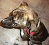 Murf-ADOPTED 08.16.13