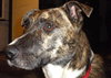Murf-ADOPTED 08.16.13
