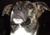 Murf-ADOPTED 08.16.13
