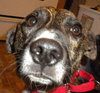 Murf-ADOPTED 08.16.13