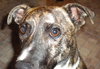 Murf-ADOPTED 08.16.13