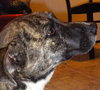 Murf-ADOPTED 08.16.13