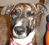 Murf-ADOPTED 08.16.13