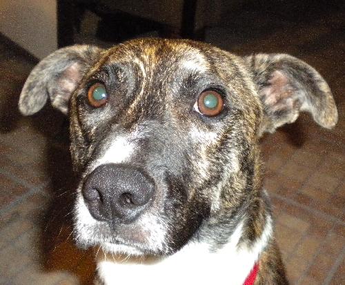 Murf-ADOPTED 08.16.13