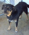 Scruffy-ADOPTED 09.27.13