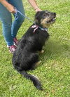 Scruffy-ADOPTED 09.27.13