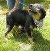Scruffy-ADOPTED 09.27.13