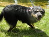Scruffy-ADOPTED 09.27.13