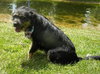 Scruffy-ADOPTED 09.27.13