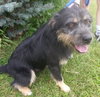 Scruffy-ADOPTED 09.27.13