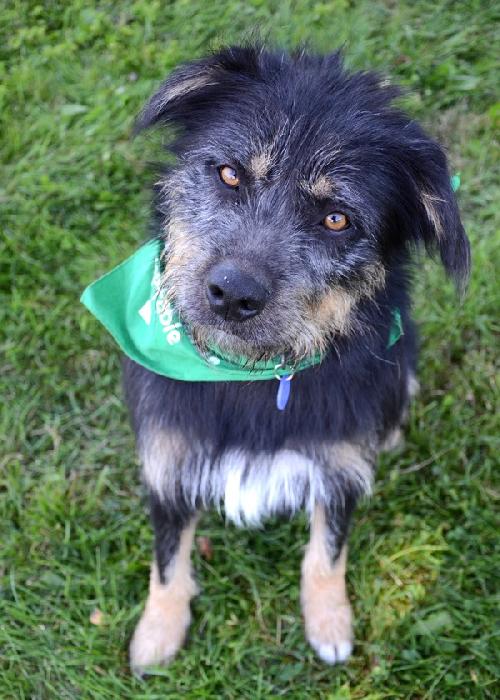 Scruffy-ADOPTED 09.27.13