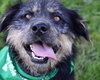 Scruffy-ADOPTED 09.27.13