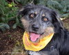 Scruffy-ADOPTED 09.27.13