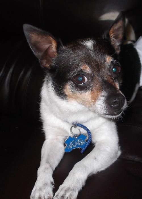 Milo-ADOPTED 09.07.13