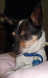 Milo-ADOPTED 09.07.13
