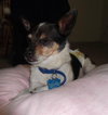 Milo-ADOPTED 09.07.13