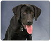 Hank - ADOPTED 07.25.13
